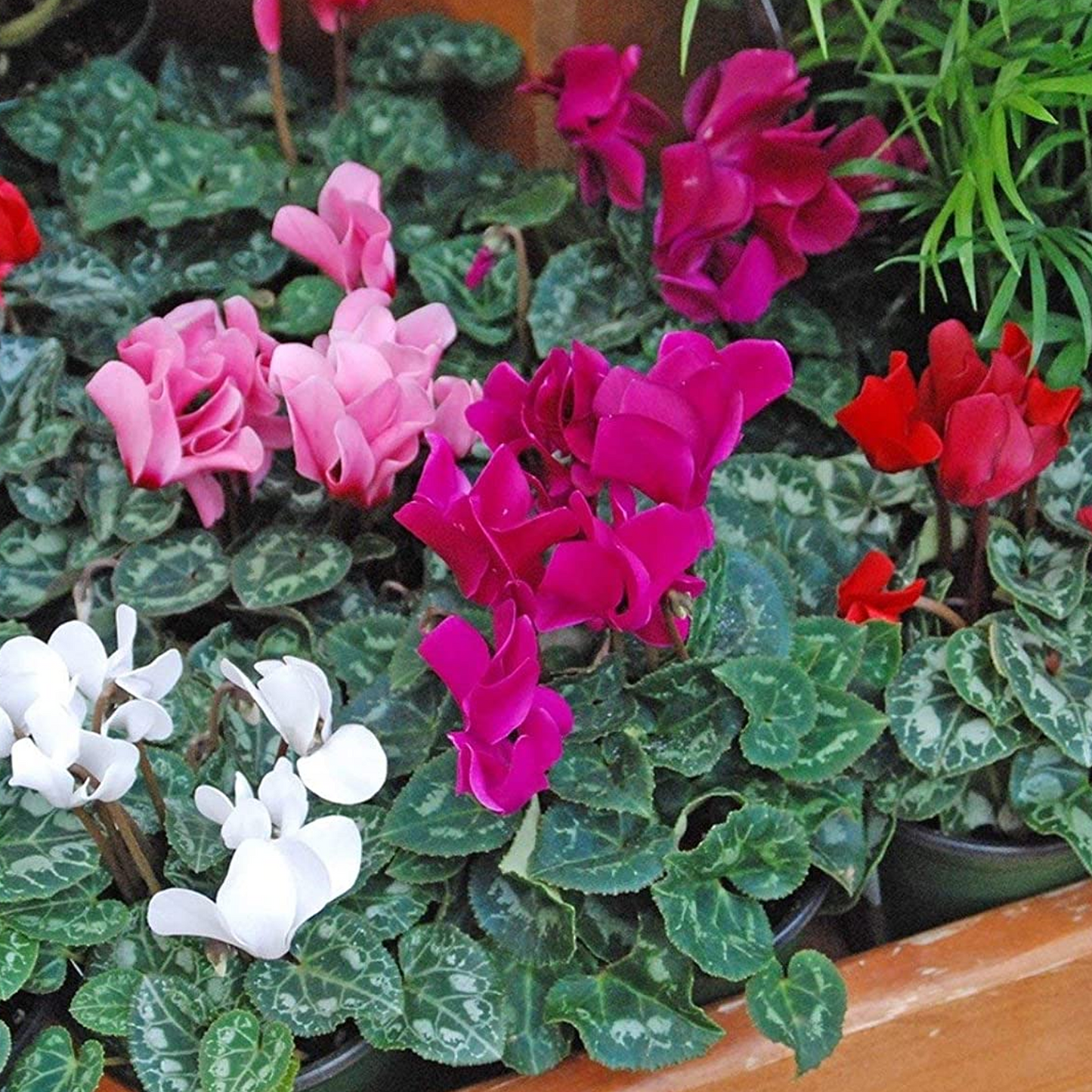 Cyclamen Mix (9cm, Carry Six Pack)