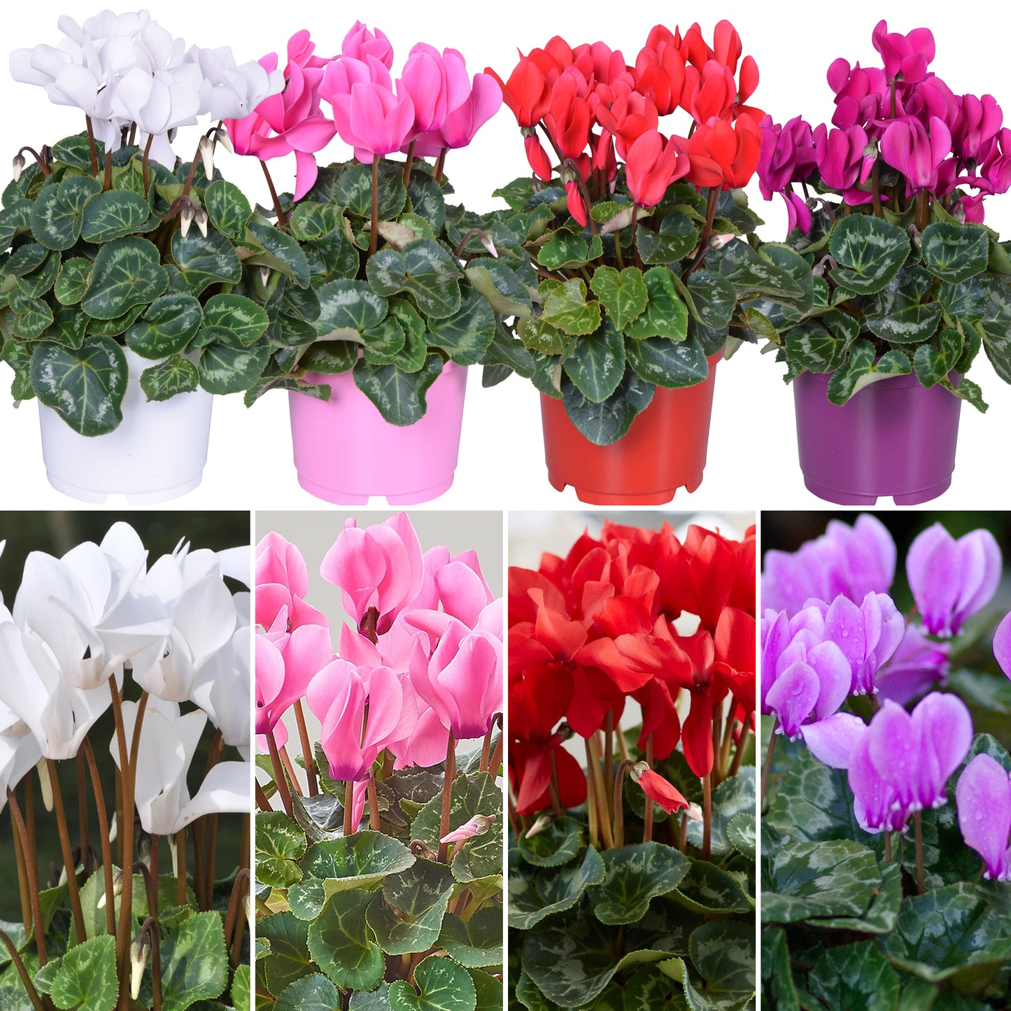 Cyclamen Mixed Colours