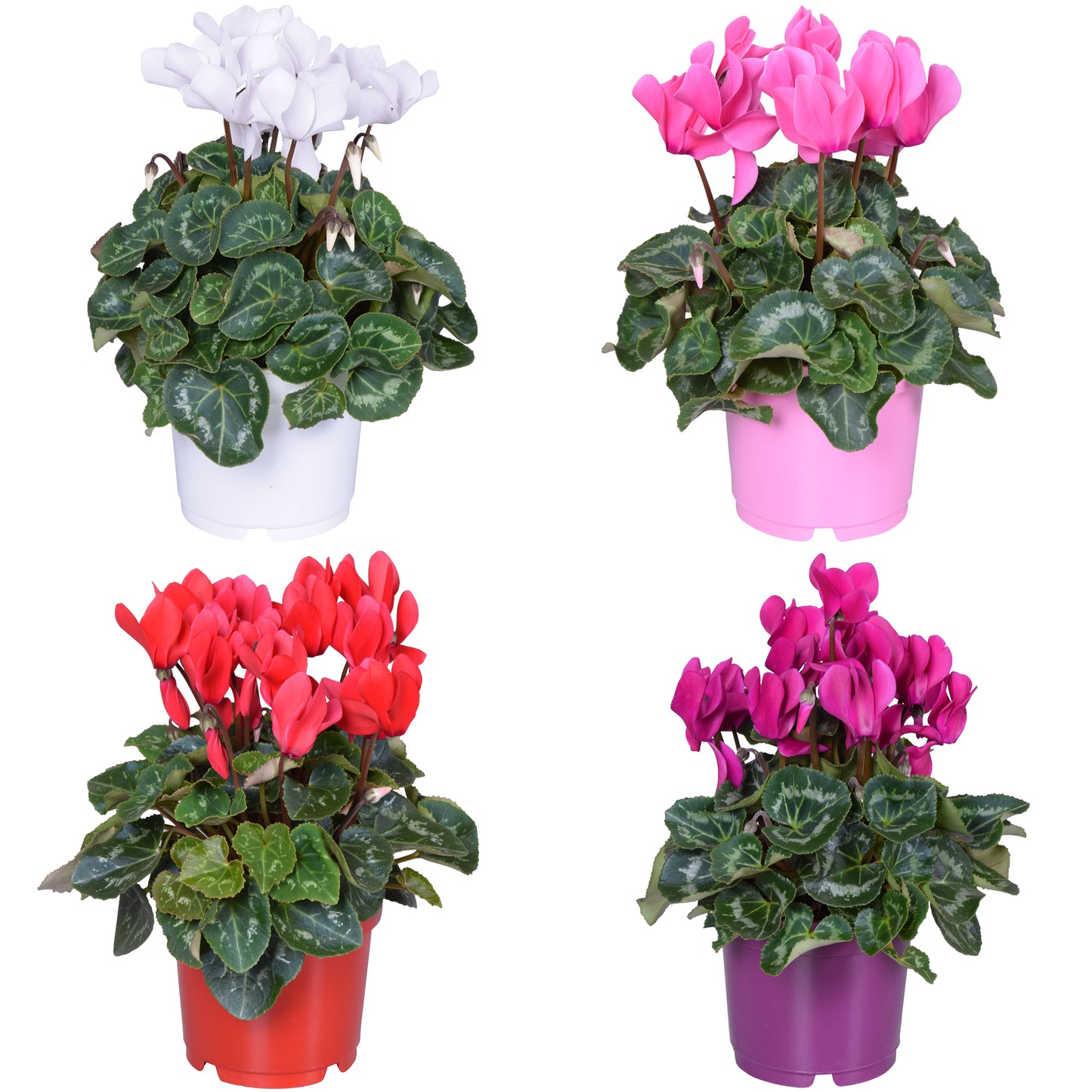 Cyclamen Mixed Colours