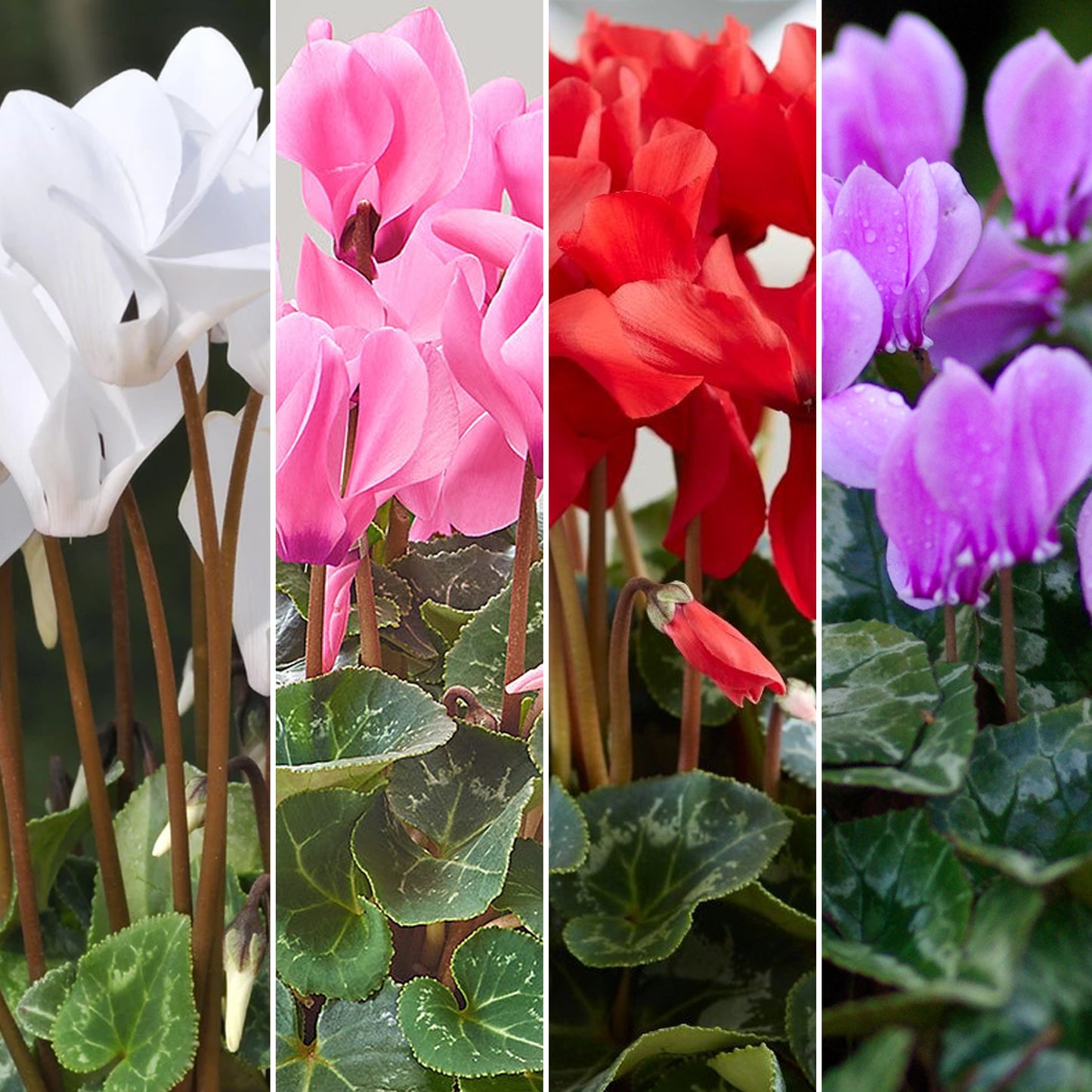 Cyclamen Mixed Colours