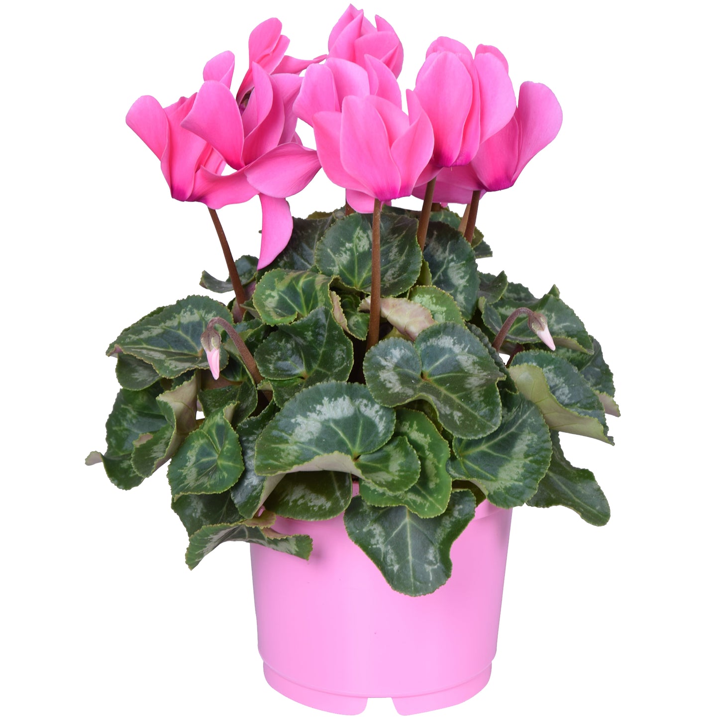 Cyclamen - Pink (12cm) V2