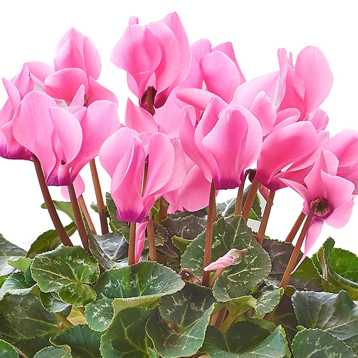 Cyclamen - Pink (12cm)