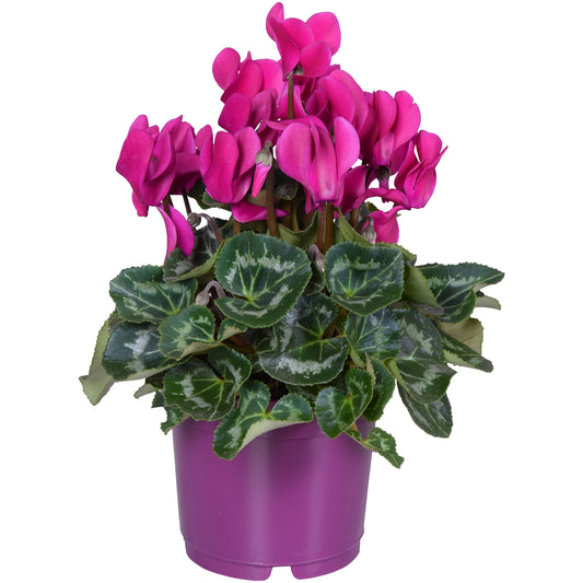 Cyclamen - Purple (12cm) V3