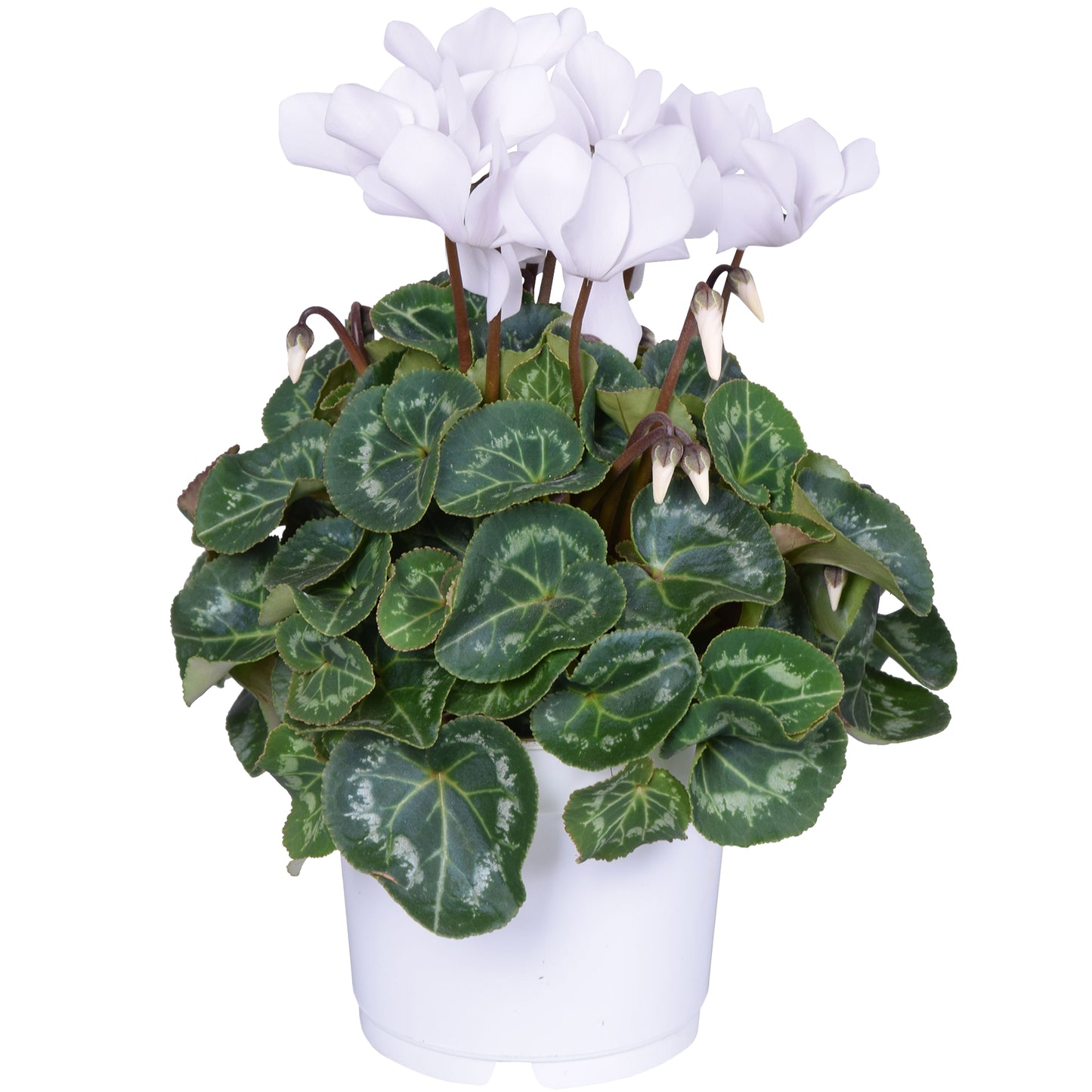 Cyclamen - White (12cm) V2