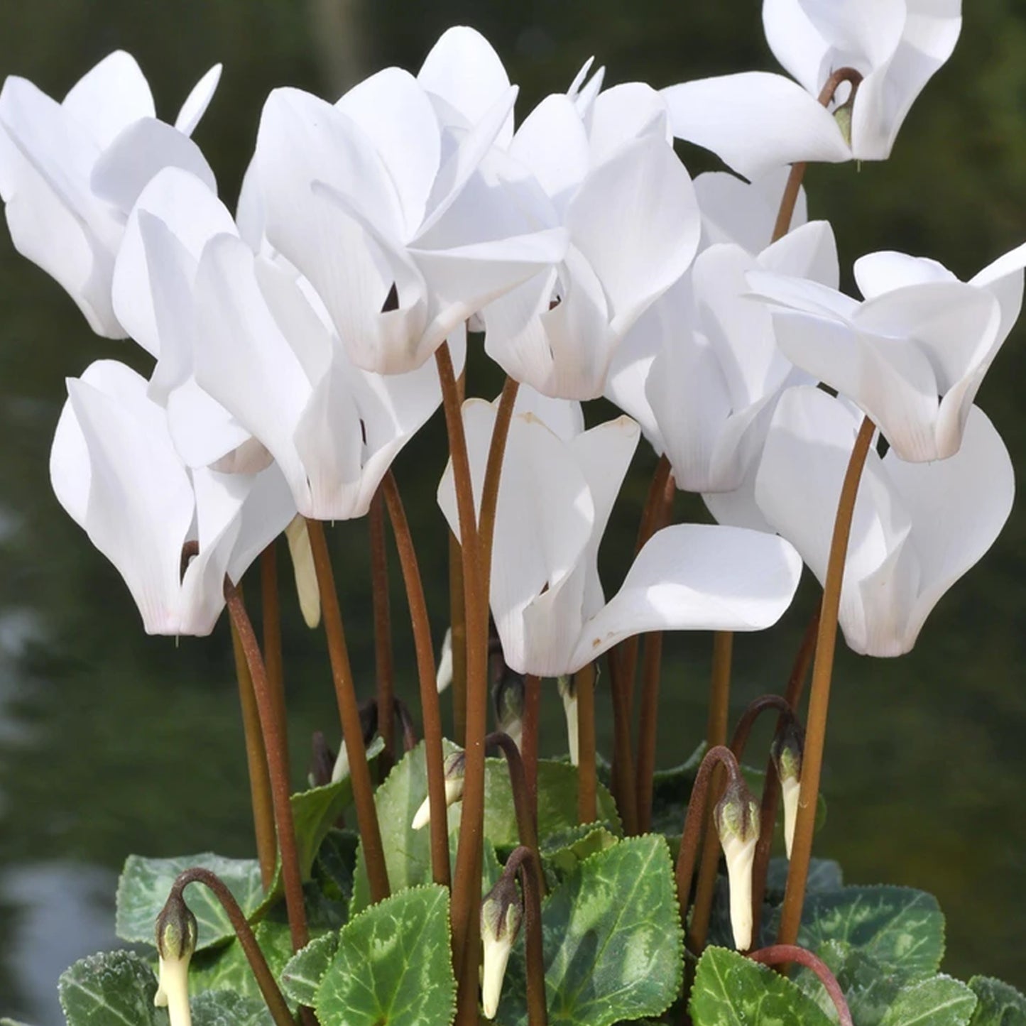 Cyclamen - White (12cm) V3