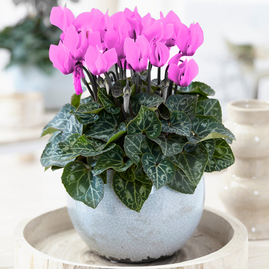 Cyclamen - Pink (12cm) V1