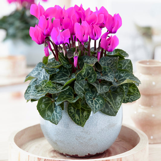 Cyclamen - Purple (12cm) V1