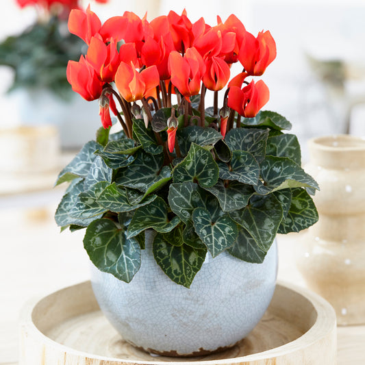 Cyclamen - Red (12cm) V1
