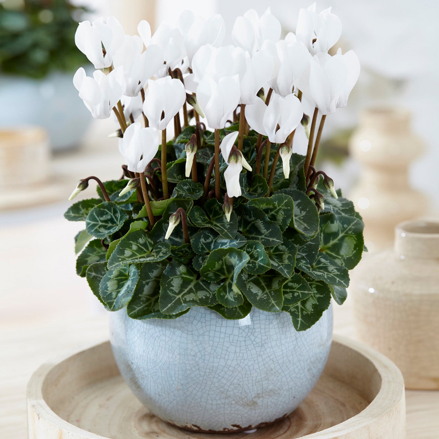 Cyclamen - White (12cm) V1