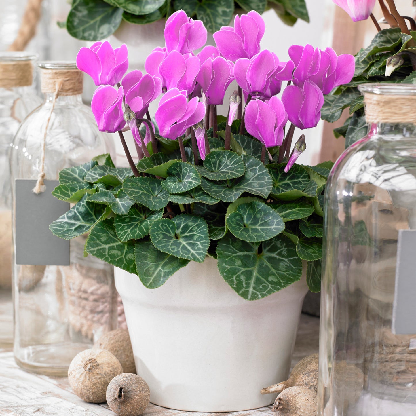 Cyclamen - Pink (12cm) V2