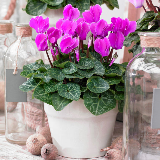 Cyclamen - Purple (12cm) V2