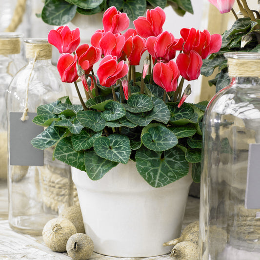 Cyclamen - Red (12cm) V2