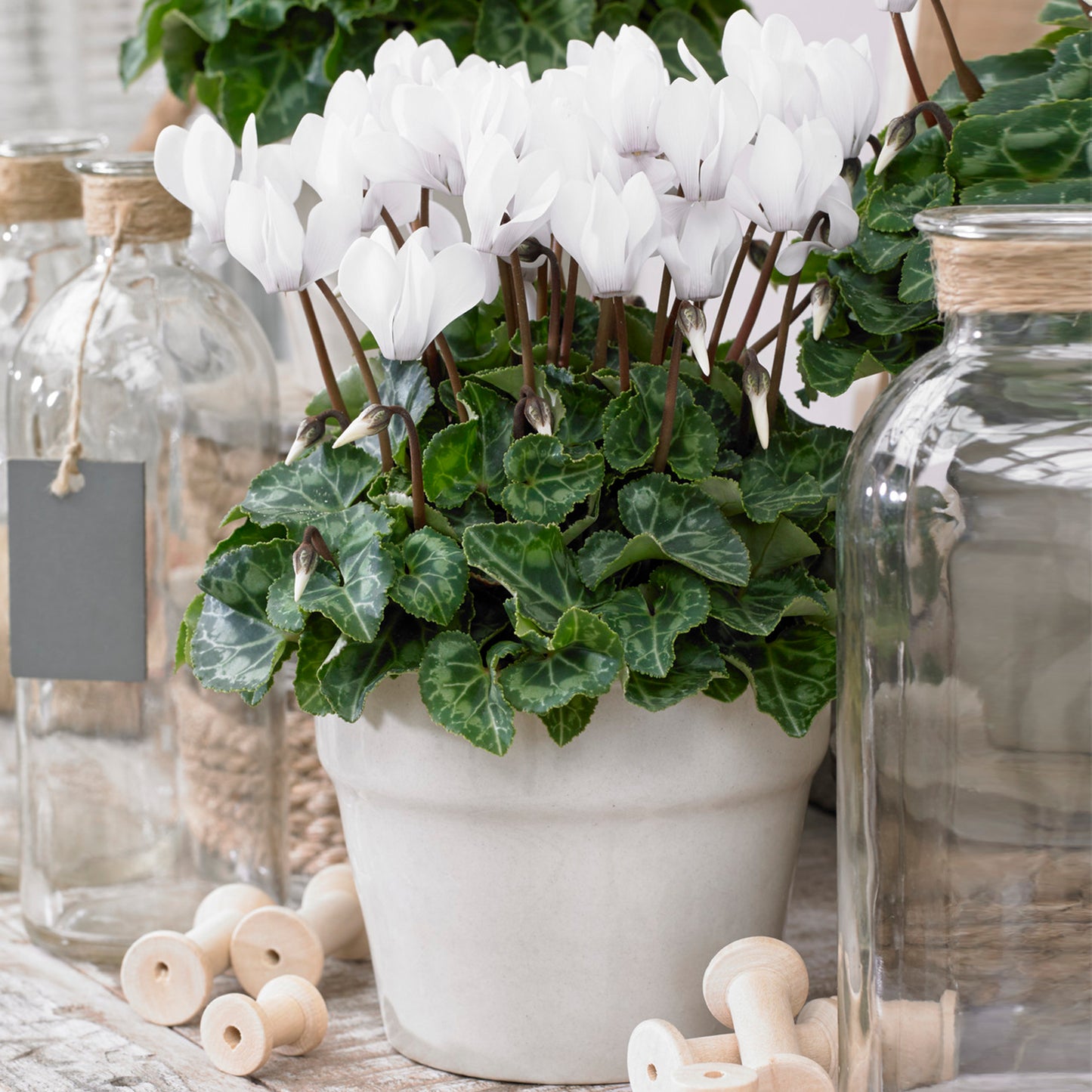 Cyclamen - White (12cm) V2