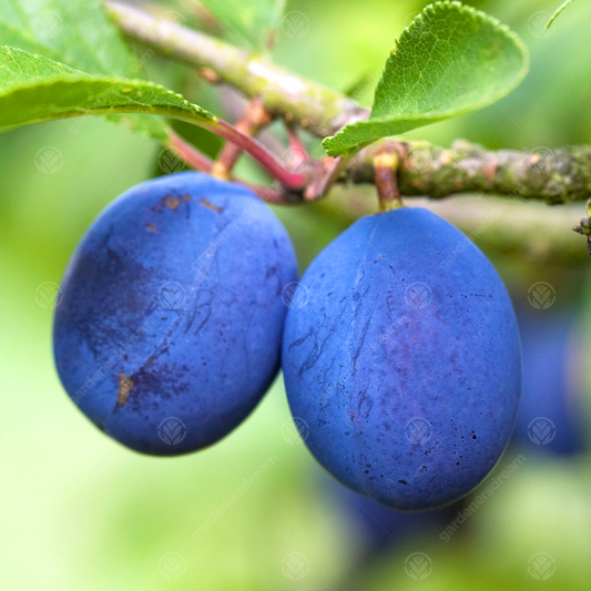 Plum Damson Fairleigh (12L, 4-5ft)