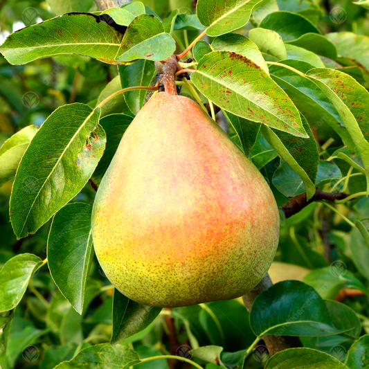 Pear Doyenne du Comice Tree (12L, 4-5ft)