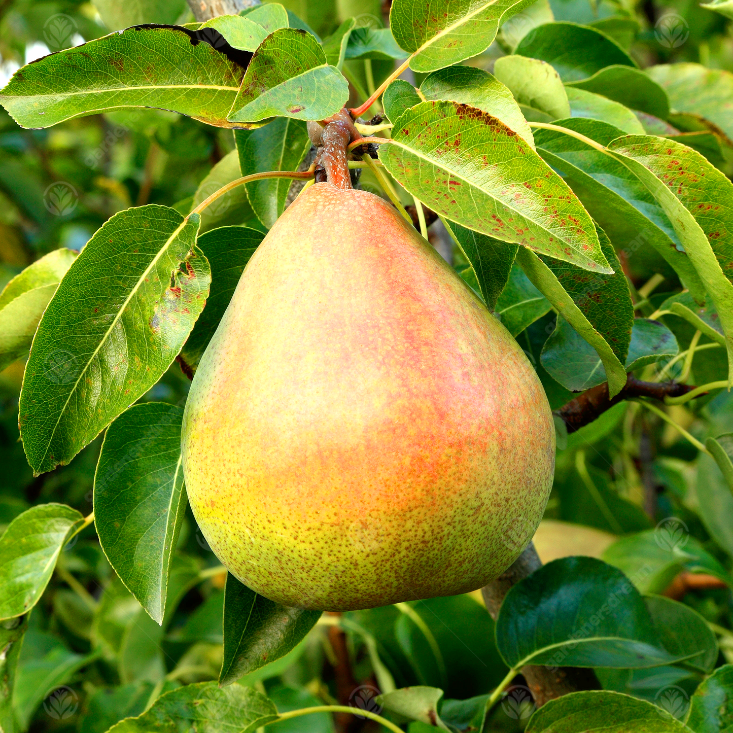 Pear William's Bon Chretien (12L, 4-5ft)