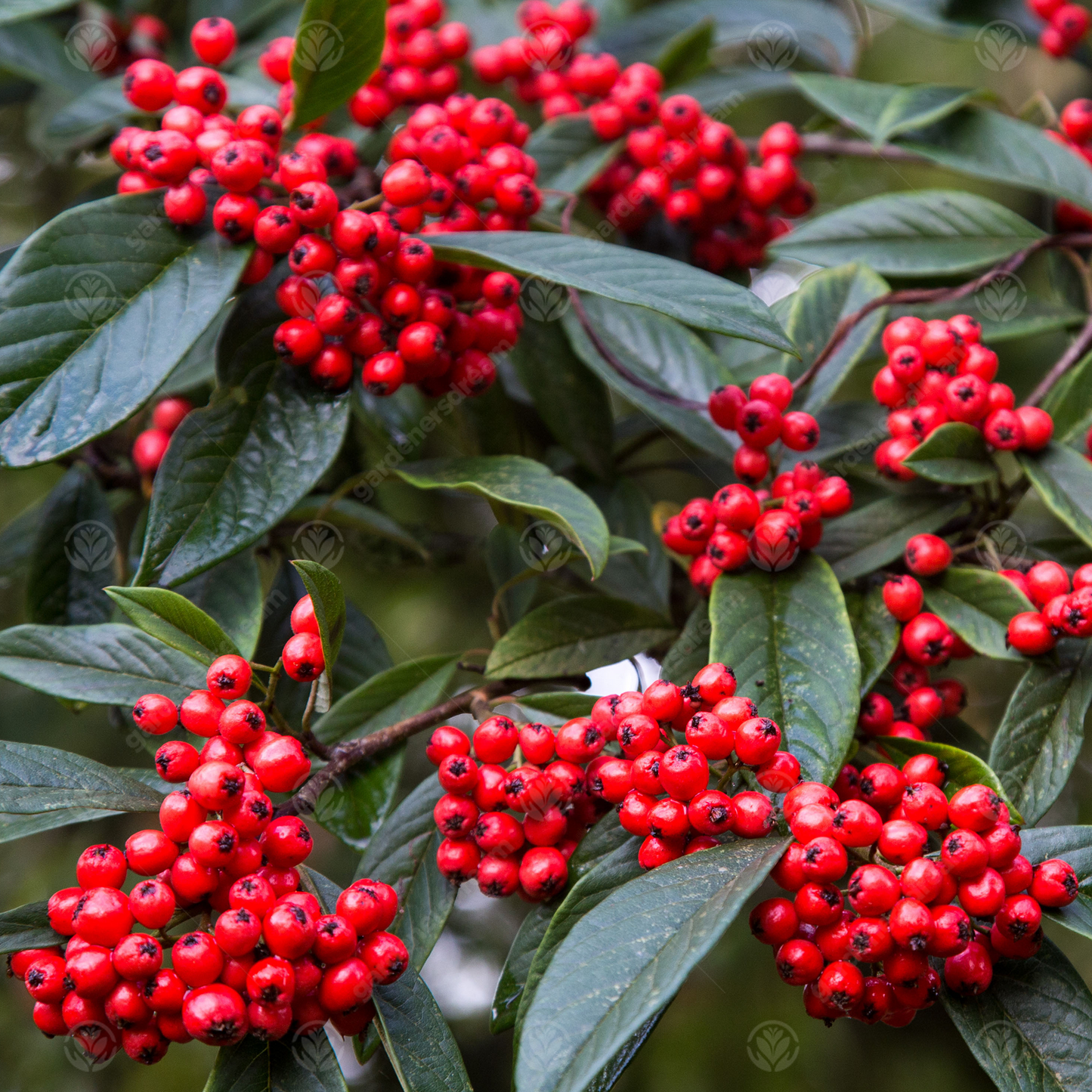 Cotoneaster Watereri Tree (12L, 5-6ft)