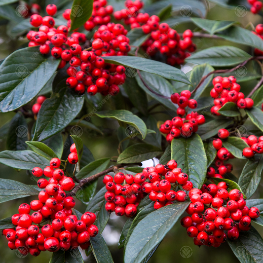 Cotoneaster Watereri Tree (12L, 5-6ft)