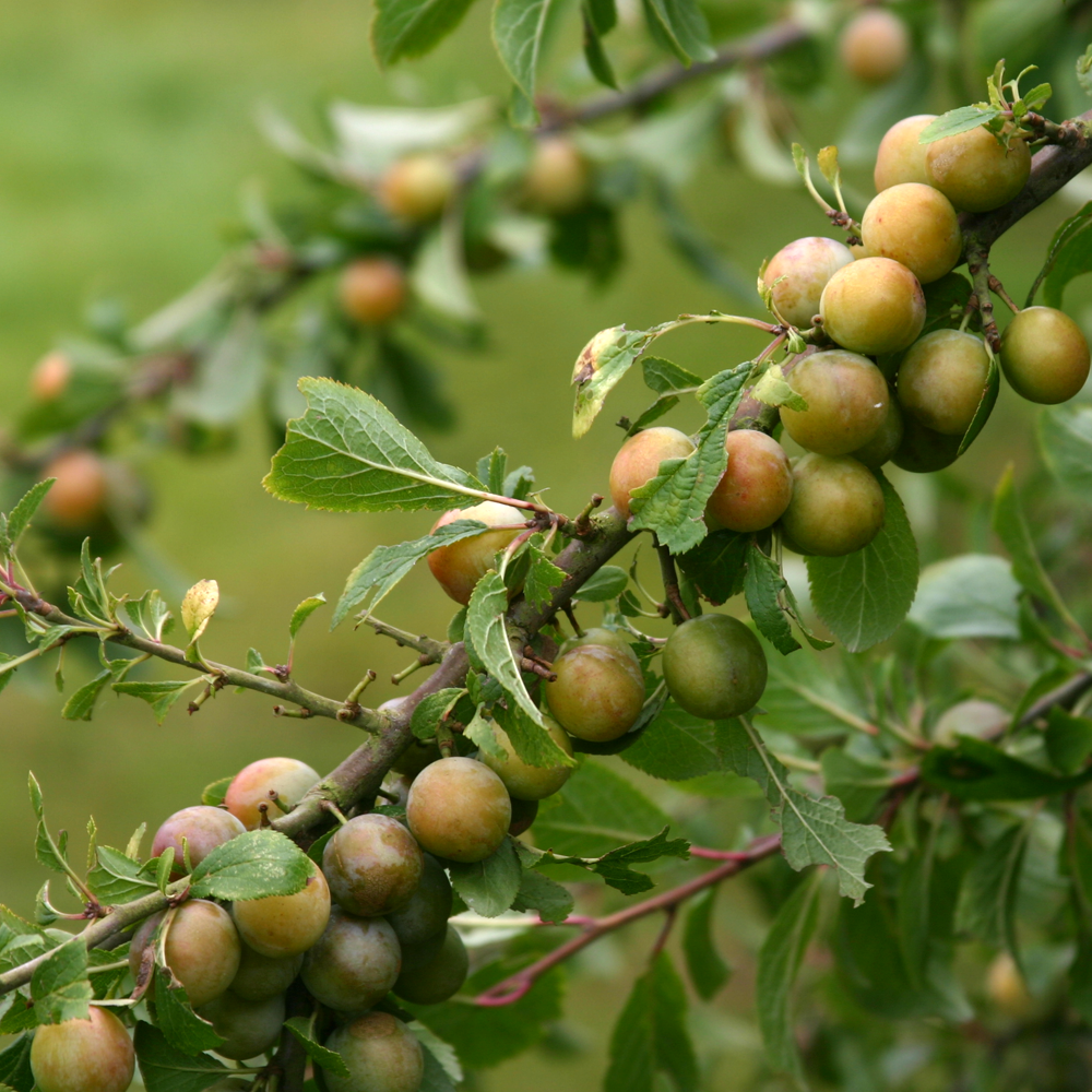 Plum Damson Fairleigh (12L, 4-5ft)