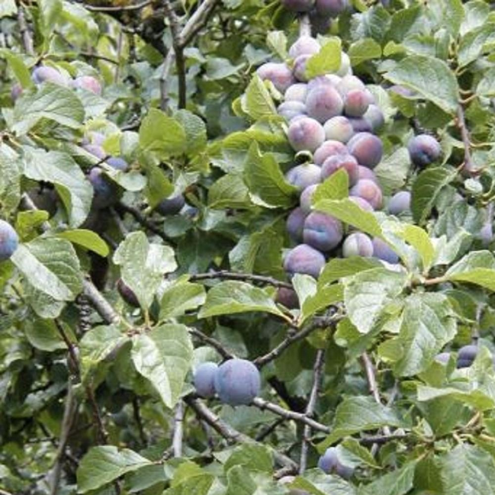 Plum Damson Fairleigh (12L, 4-5ft)