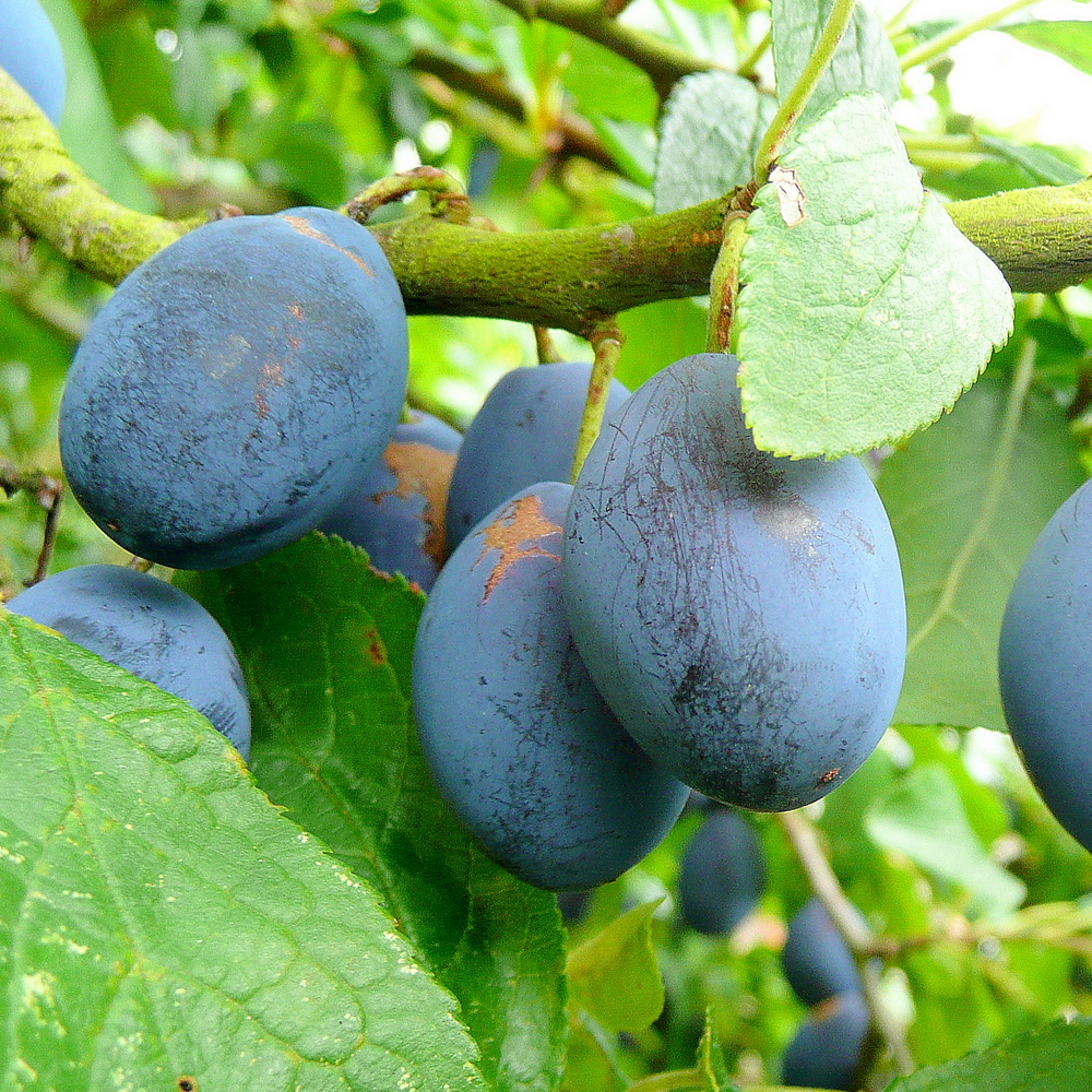 Plum Damson Fairleigh (12L, 4-5ft)