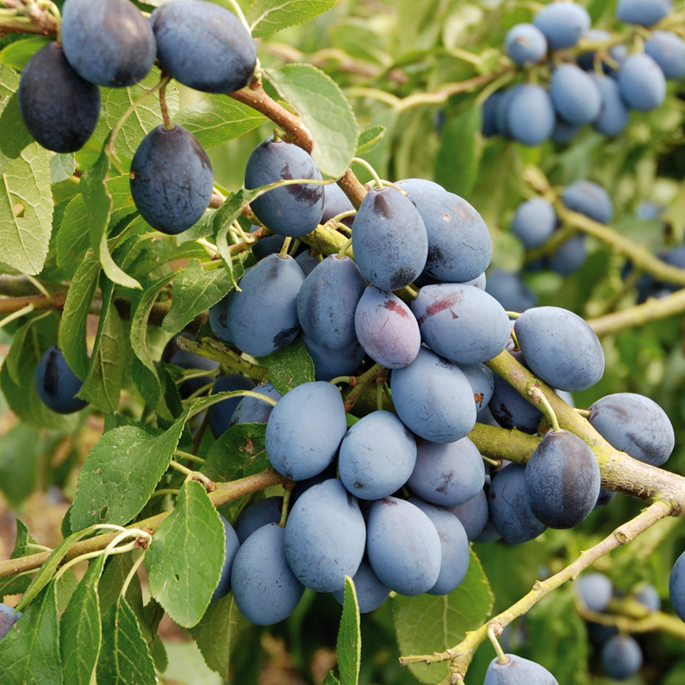Plum Damson Fairleigh (12L, 4-5ft)