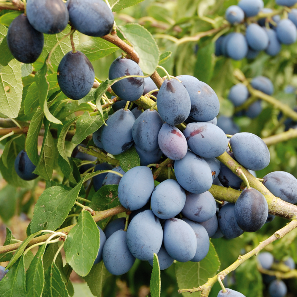 Plum Damson Shropshire Prune (12L, 4-5ft)