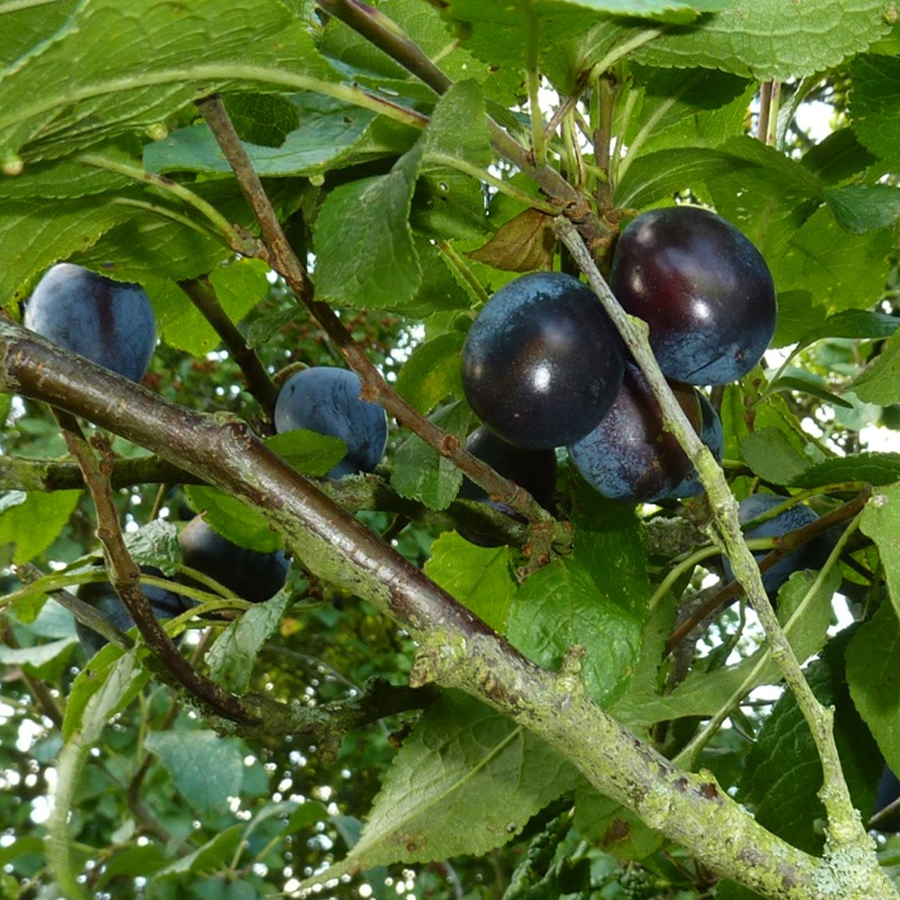 Plum Damson Shropshire Prune (12L, 4-5ft)