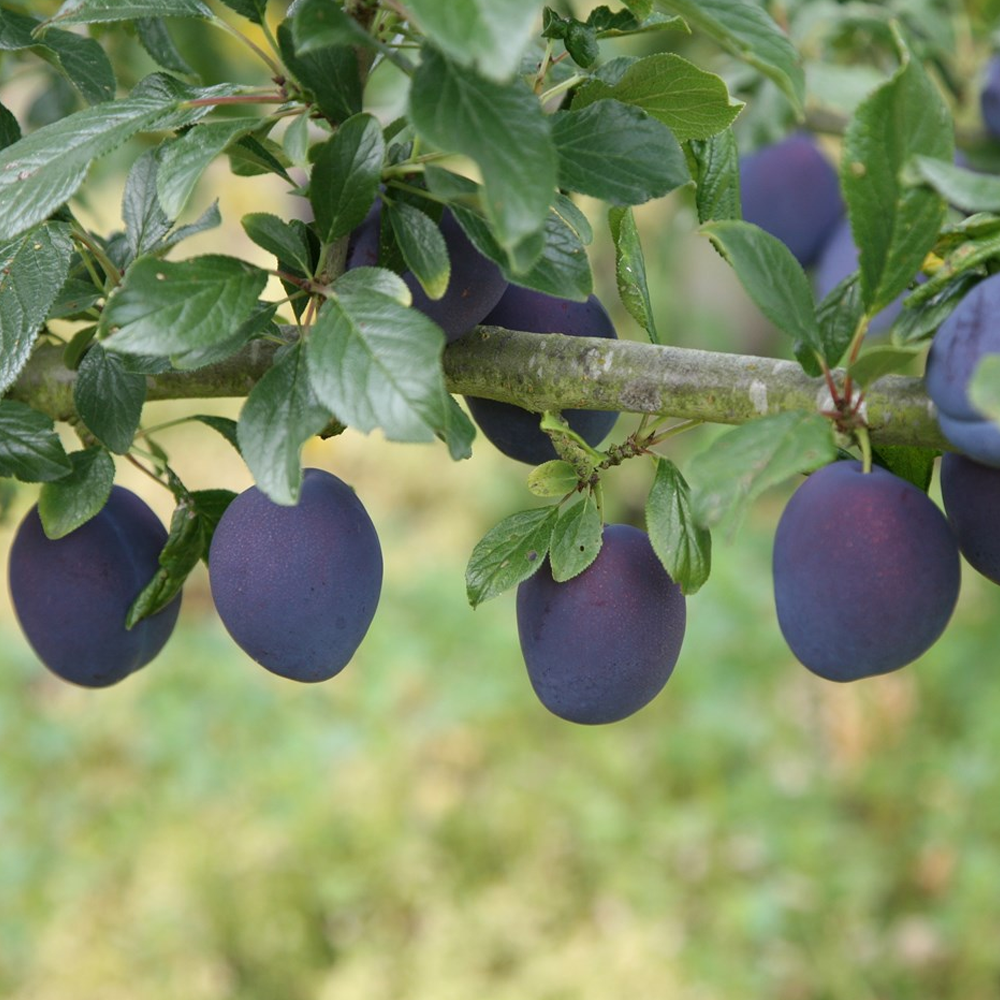 Plum Damson Shropshire Prune (12L, 4-5ft)