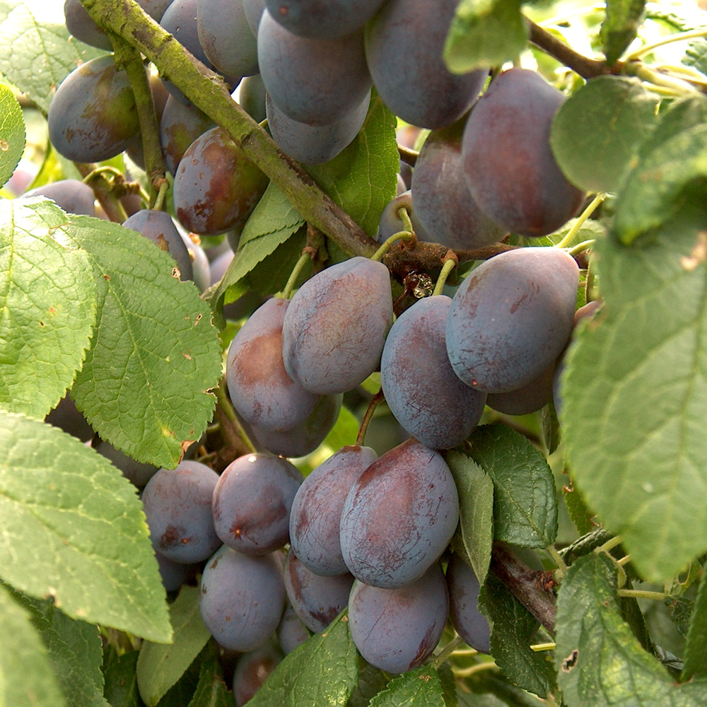 Plum Damson Shropshire Prune (12L, 4-5ft)