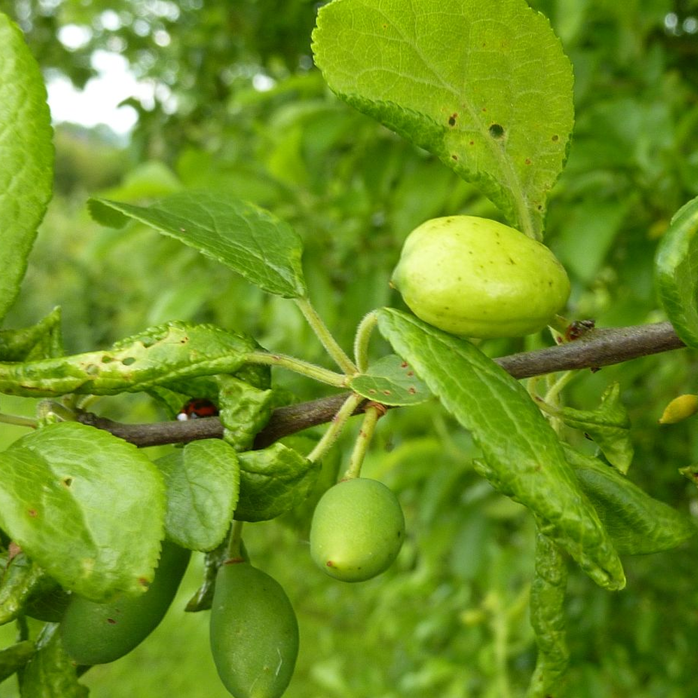 Plum Damson Shropshire Prune (12L, 4-5ft)