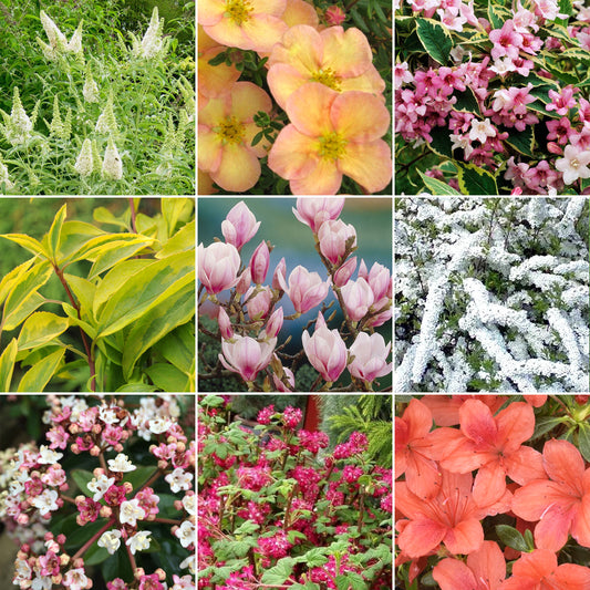 Deciduous Shrub Mix (9cm, Pack of 10)