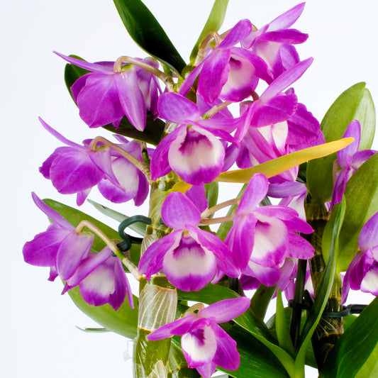 Orchid Dendrobium Berry Oda