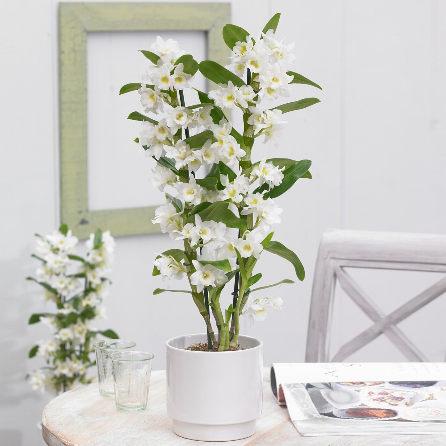 Orchid Dendrobium Nobile Apollon