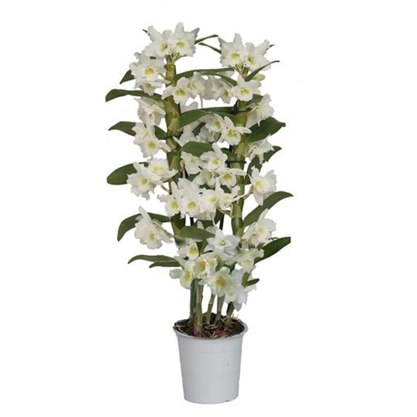 Orchid Dendrobium Nobile Apollon