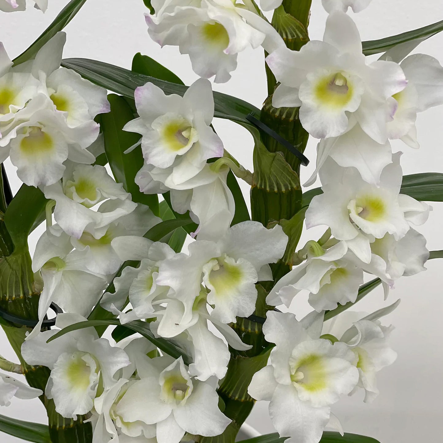 Orchid Dendrobium Nobile Apollon