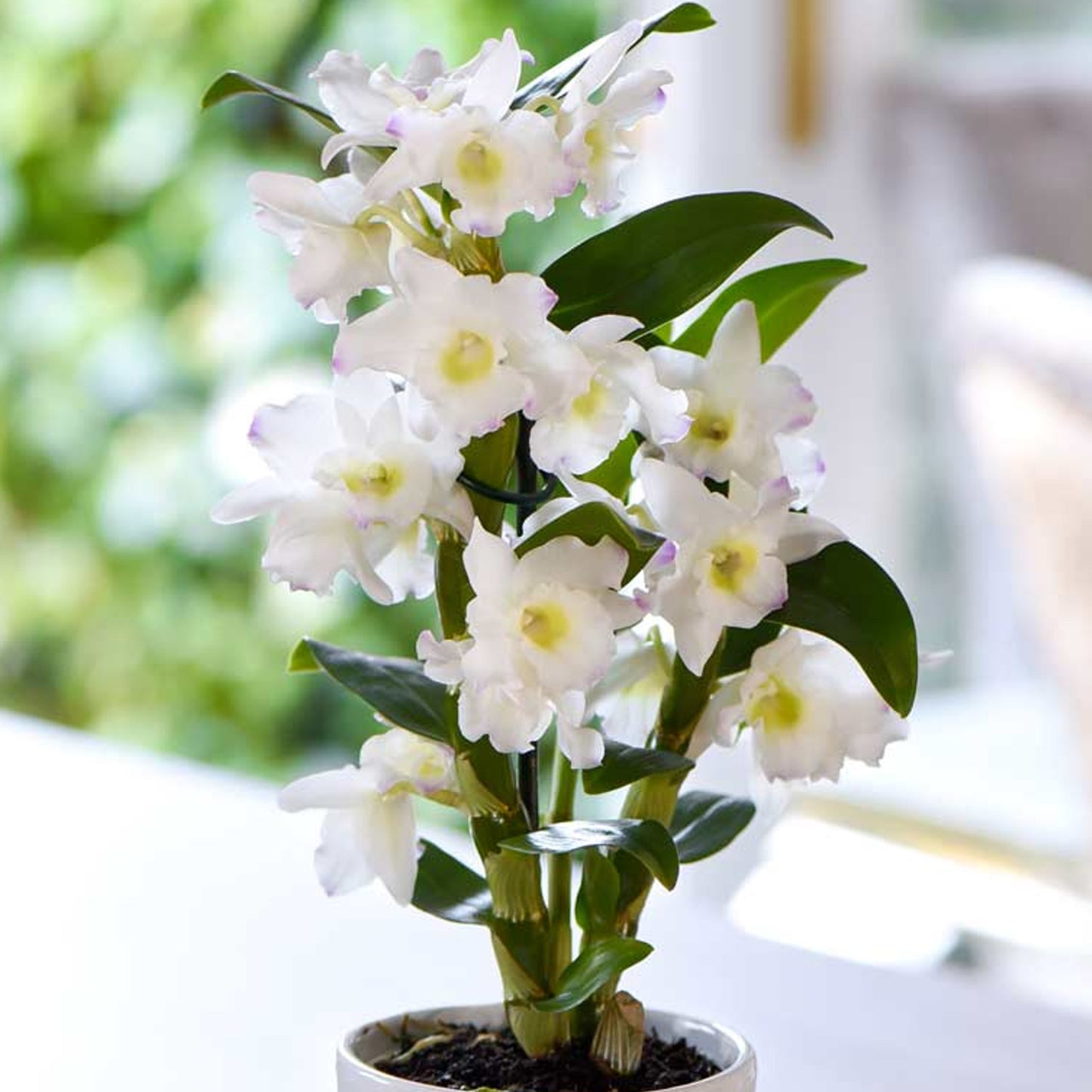 Orchid Dendrobium Nobile Apollon