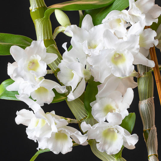 Orchid Dendrobium Sanook Coconut Dream