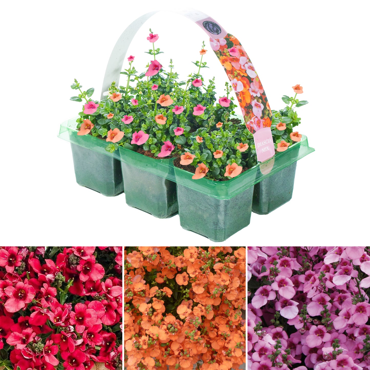 Basket Plants - Diascia Mixed Variety (6 Pack)