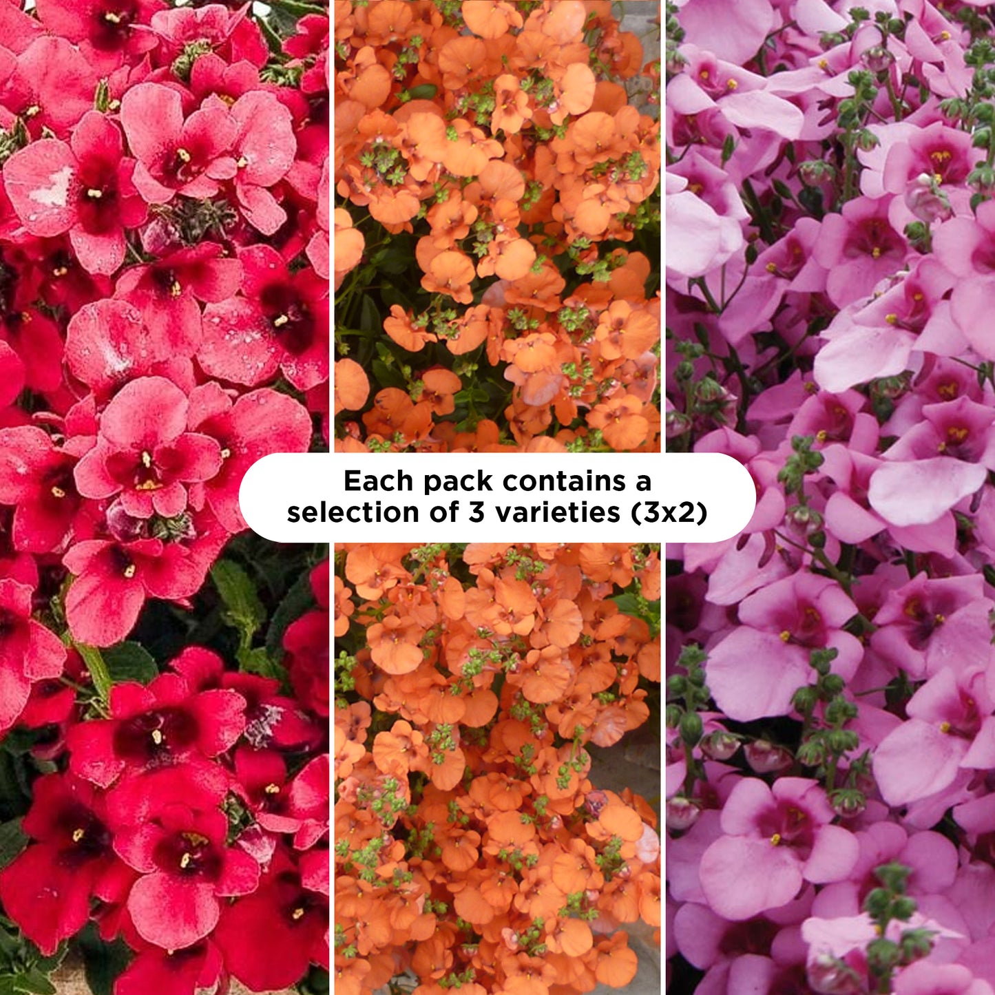 Basket Plants - Diascia Mixed Variety (6 Pack)