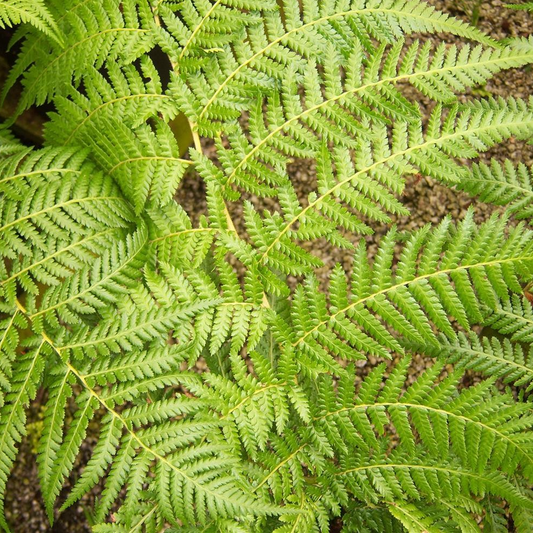Dicksonia Antarctica (9cm)