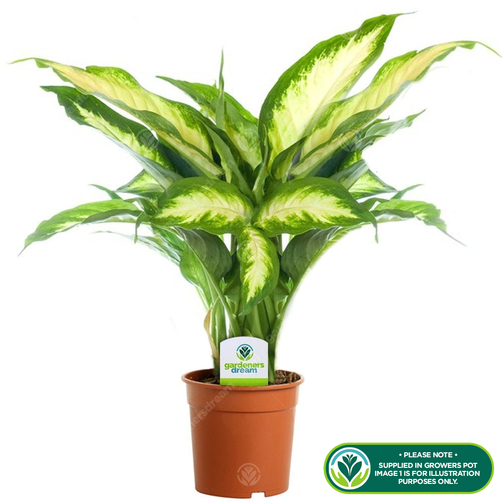 Dieffenbachia Camilla (12cm, V1)