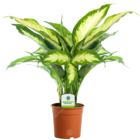 Dieffenbachia Camilla (12cm)