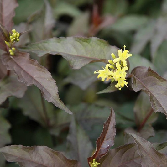 Diervilla Diva (9cm)
