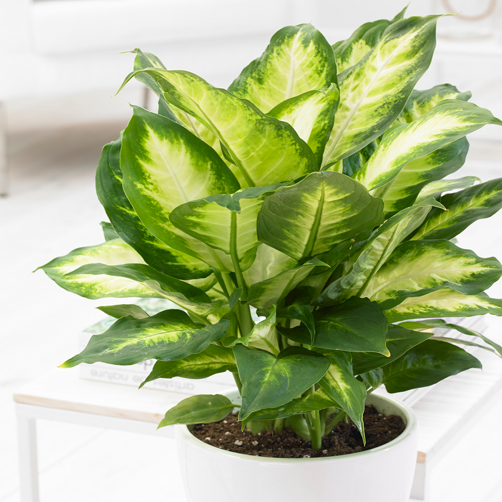 Dieffenbachia Camilla (12cm, V1)