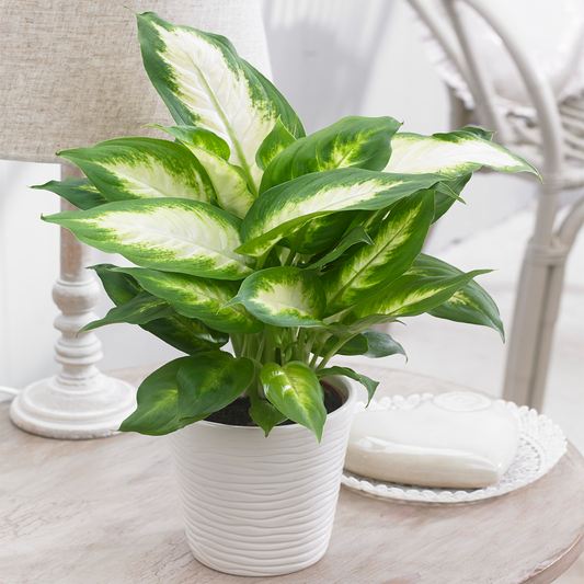Dieffenbachia Camilla (12cm, V2)