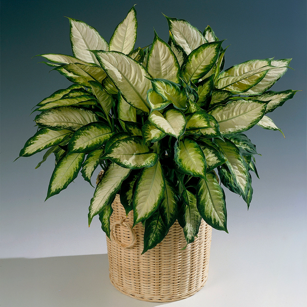 Dieffenbachia Camilla (12cm, V3)