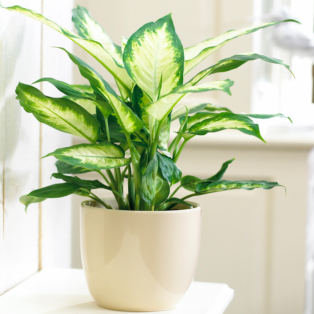 Dieffenbachia Camilla (12cm, V4)