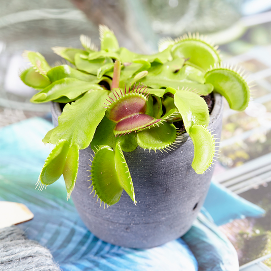 Dionea muscipula Venus Fly Trap (9cm, V1)
