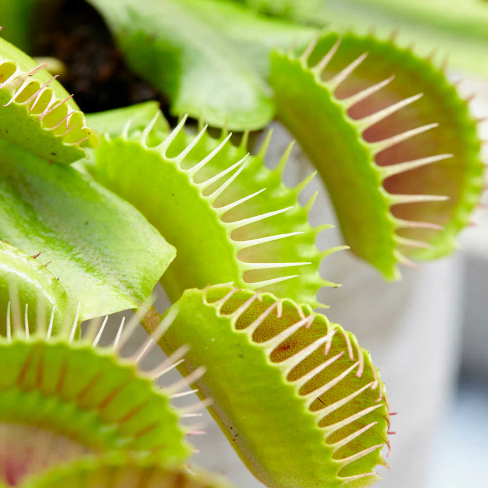 Dionea muscipula Venus Fly Trap (9cm, V4)